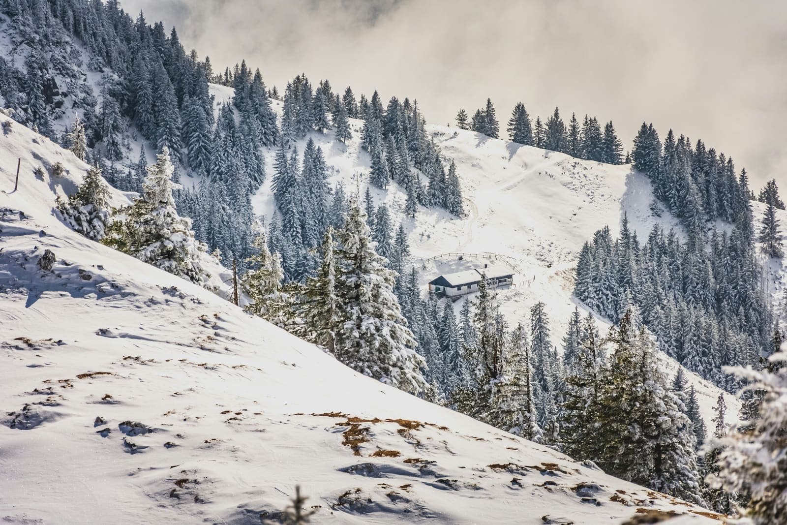 Einsame Hütte zwischen verschneiten Tannen an einem Berghang