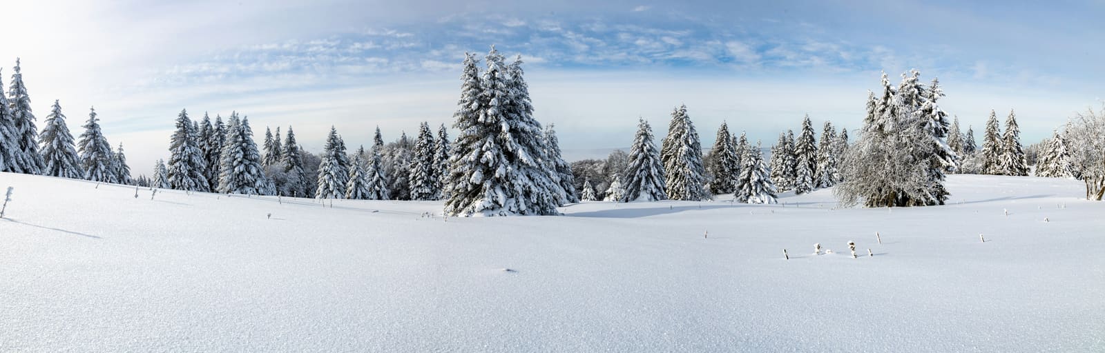 Unberührte Schneewiese mit verschneiten Tannen im Jura unter Schleierwolken