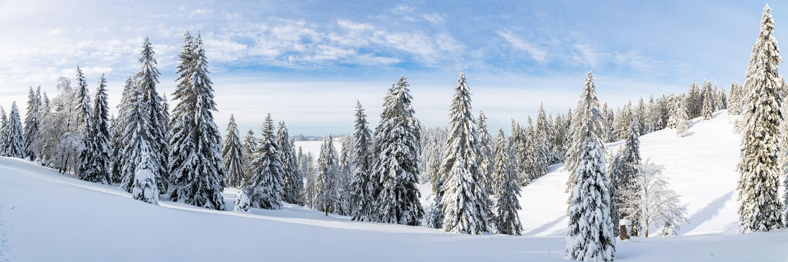 Verschneiter Tannenwald an sanftem Hang im Jura unter blauem Himmel