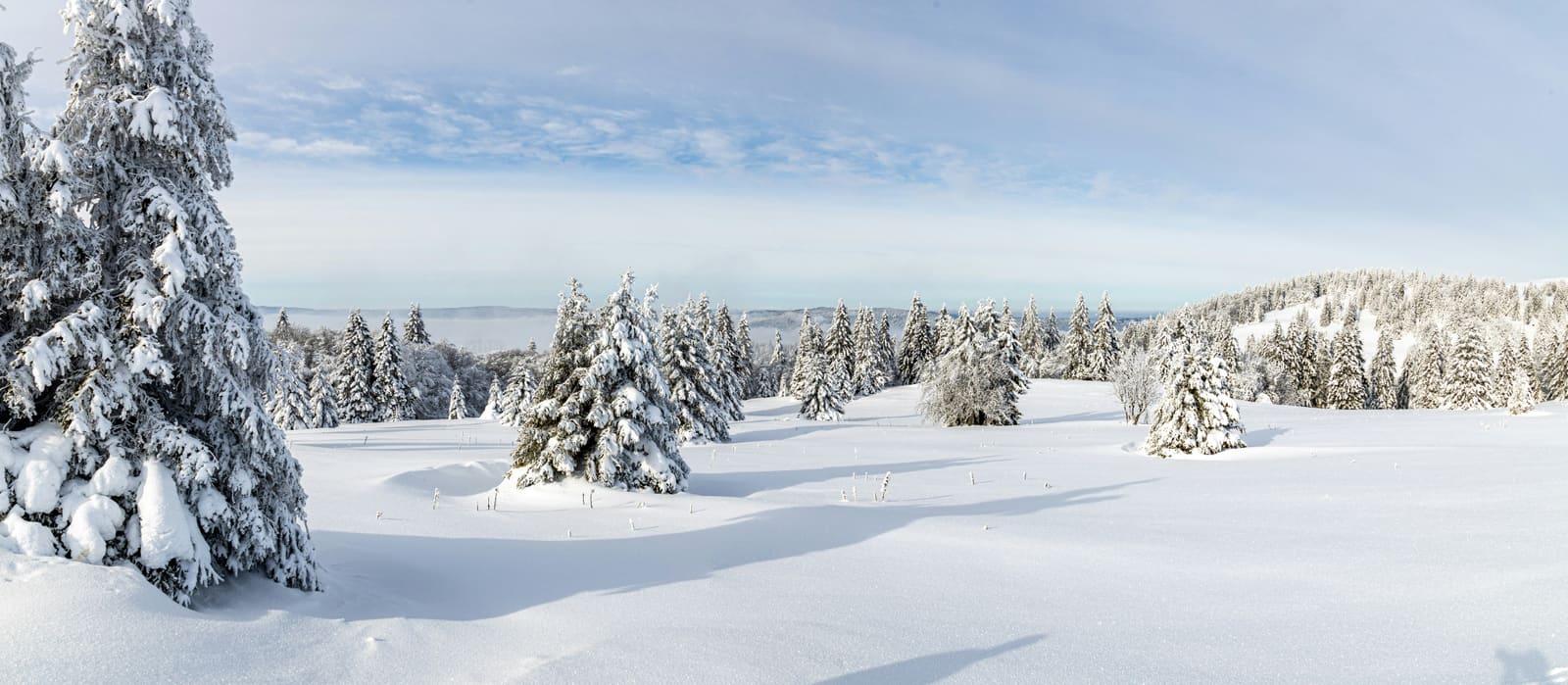 Tief verschneite Jurahöhe mit einzelnen Tannen unter hellem Winterhimmel